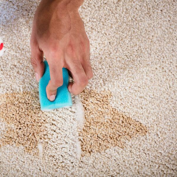 Professional tips to remove pet odors from home 2026